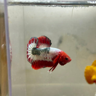 Red FCCP WS - Male Betta A12
