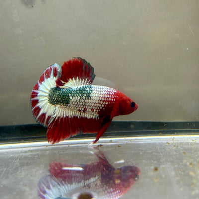 Red FCCP WS - Male Betta A12