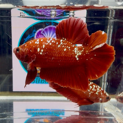 Red Gold Galaxy dust J17 Plakat - Male Betta