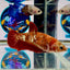 Red Gold Galaxy dust J42 Plakat - Female Betta