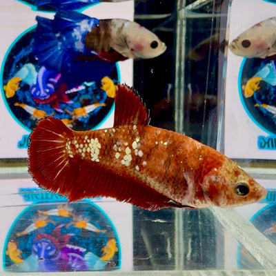 Red Gold Galaxy dust J42 Plakat - Female Betta