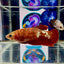 Red Gold Galaxy dust J42 Plakat - Female Betta