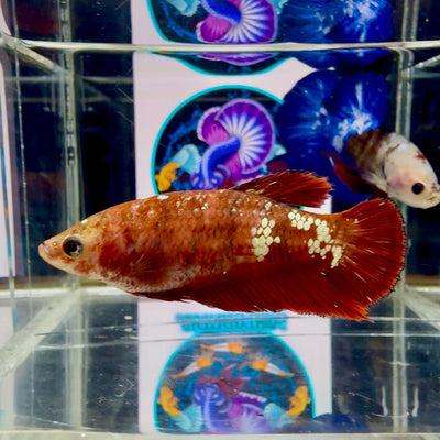 Red Gold Galaxy dust J42 Plakat - Female Betta