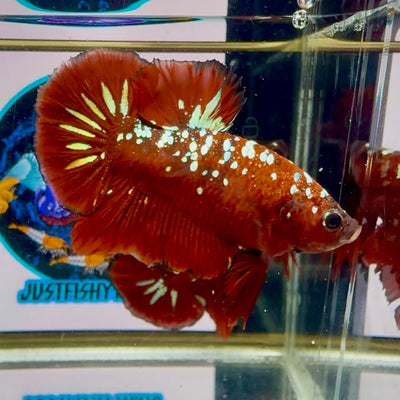 Red Gold Galaxy dust J52 Plakat - Male Betta