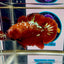 Red Gold Galaxy dust J52 Plakat - Male Betta