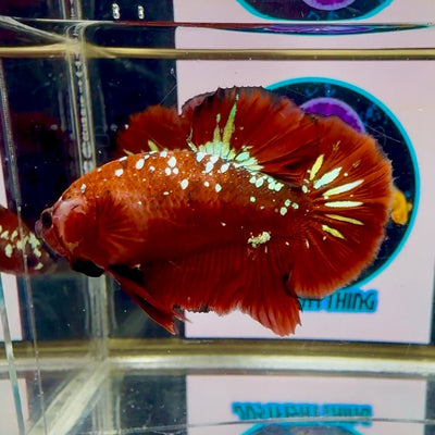 Red Gold Galaxy dust J52 Plakat - Male Betta