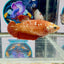 Red Gold Galaxy J14 Plakat - Female Betta
