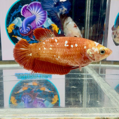 Red Gold Galaxy J14 Plakat - Female Betta
