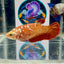 Red Gold Galaxy J14 Plakat - Female Betta