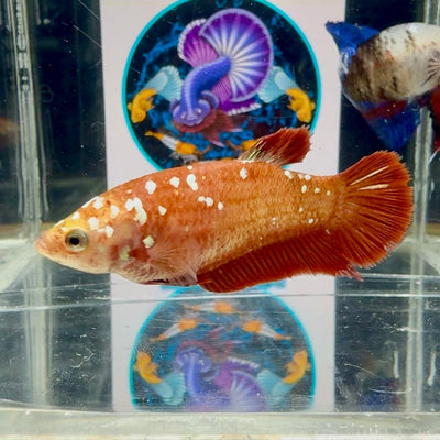 Red Gold Galaxy J14 Plakat - Female Betta