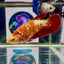 Red Gold Galaxy J48 Plakat - Female Betta