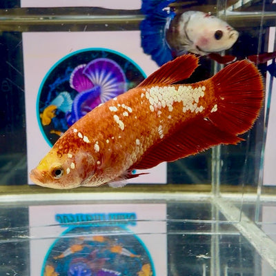 Red Gold Galaxy J48 Plakat - Female Betta