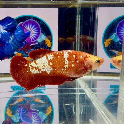 Red Gold Galaxy J48 Plakat - Female Betta