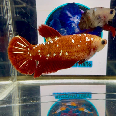 Red Gold Galaxy J51 Plakat - Female Betta
