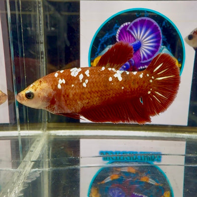Red Gold Galaxy J51 Plakat - Female Betta