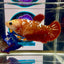 Red Gold Galaxy J51 Plakat - Female Betta