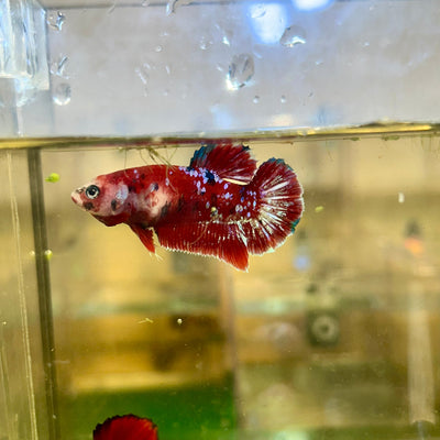 Red Gold Galaxy Plakat - Female Betta 114