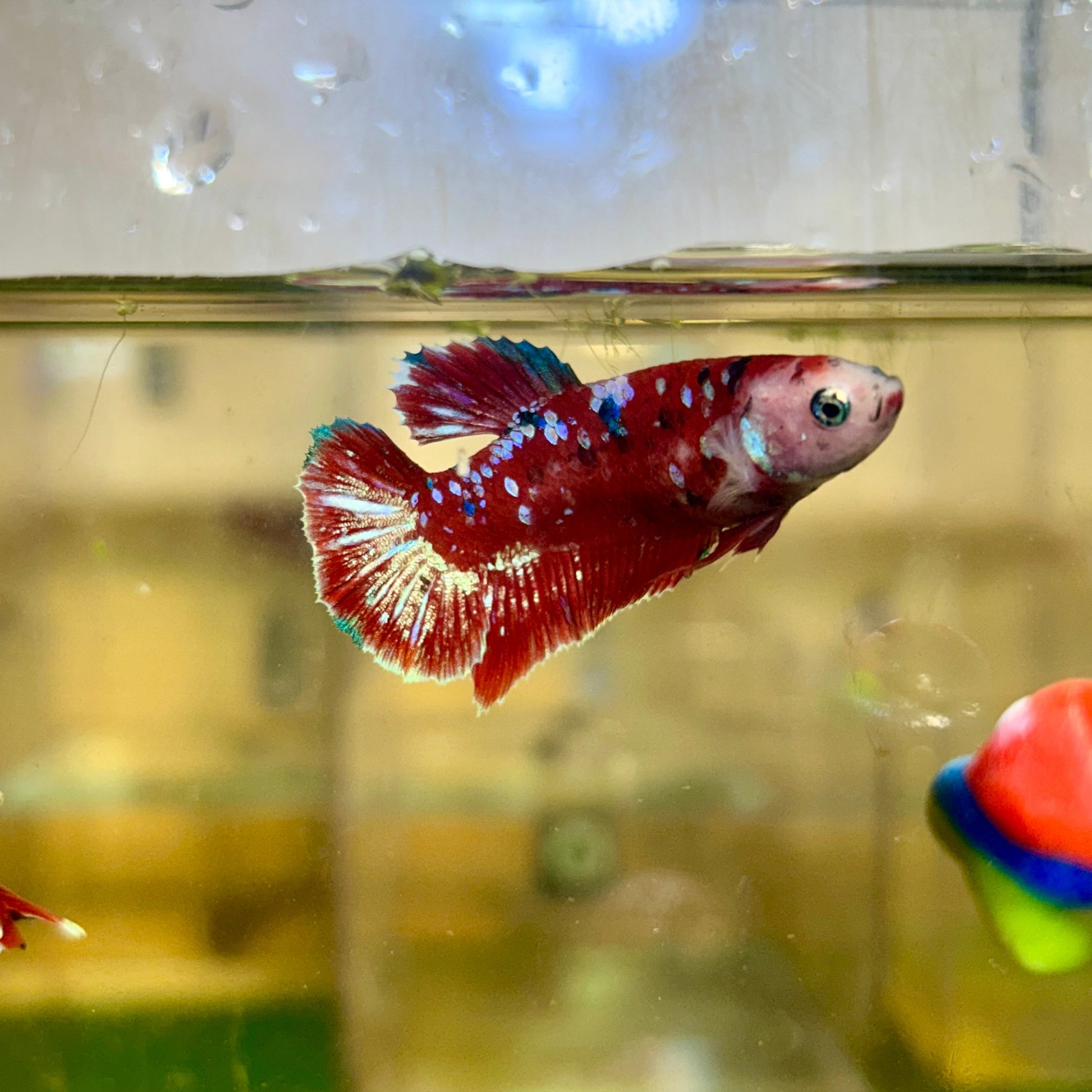 Red Gold Galaxy Plakat - Female Betta 114