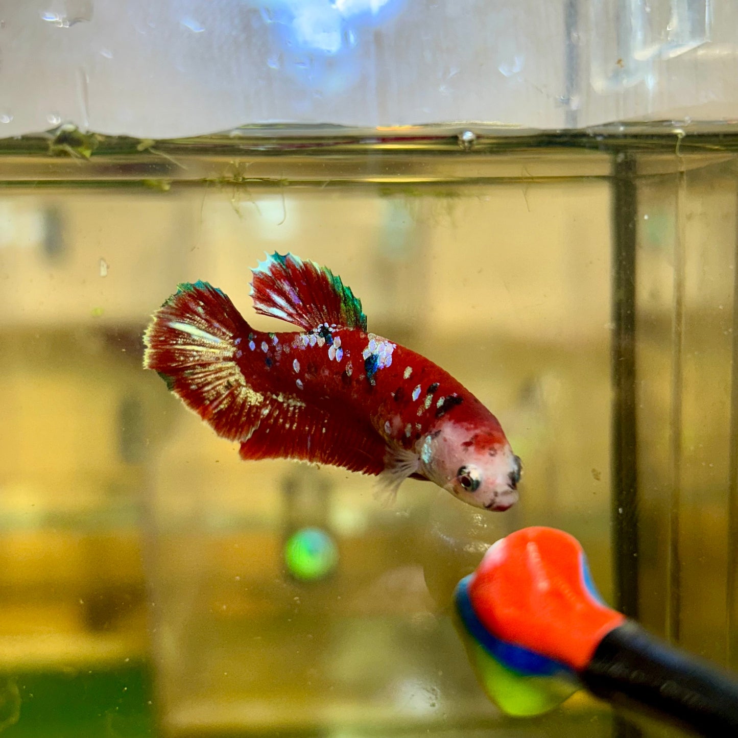 Red Gold Galaxy Plakat - Female Betta 114