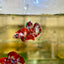 Red Gold Galaxy Plakat - Female Betta 114