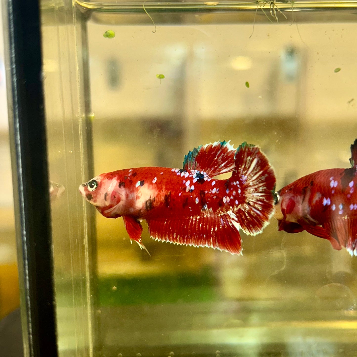 Red Gold Galaxy Plakat - Female Betta 114