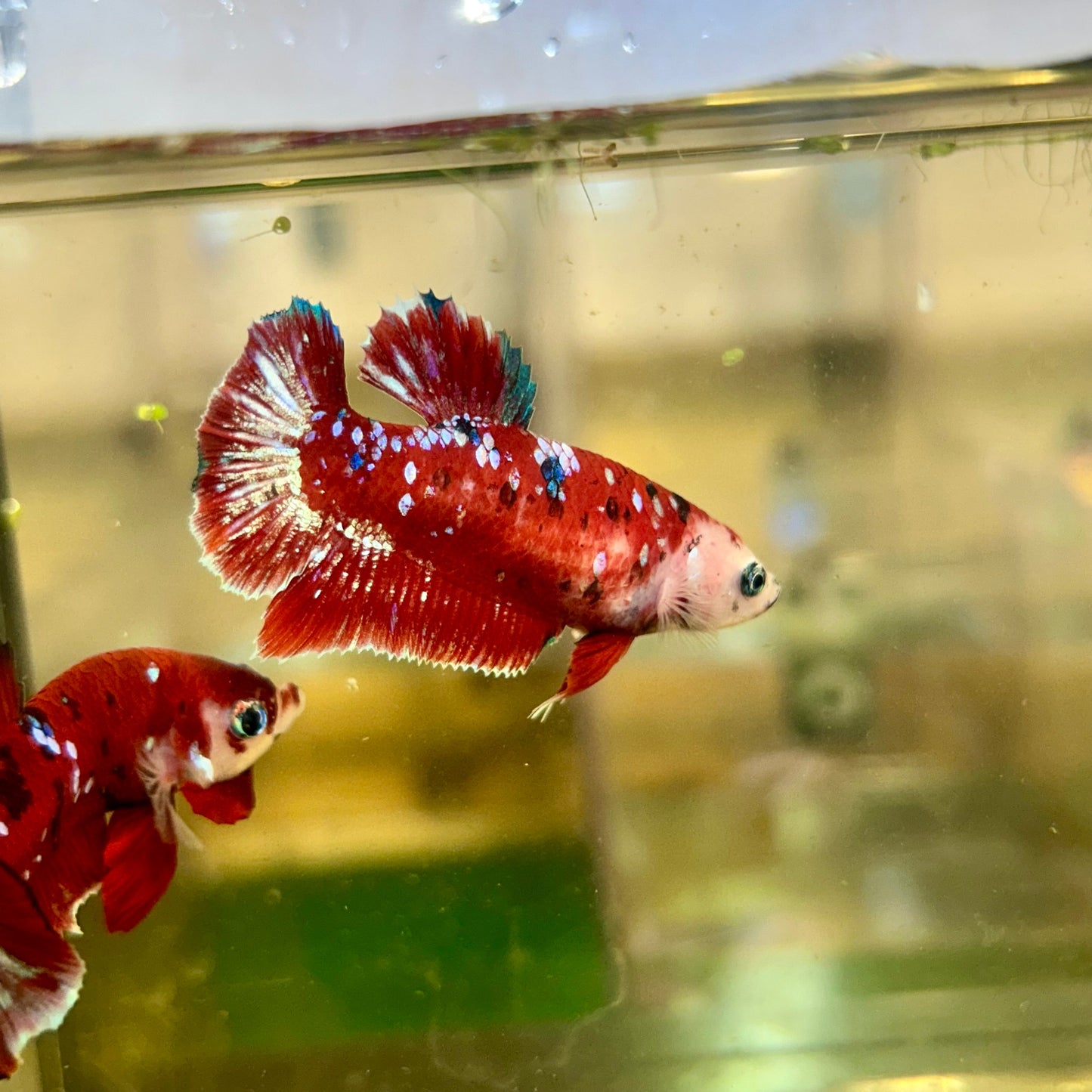 Red Gold Galaxy Plakat - Female Betta 114