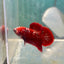 Red Gold Galaxy Plakat - Male Betta A27