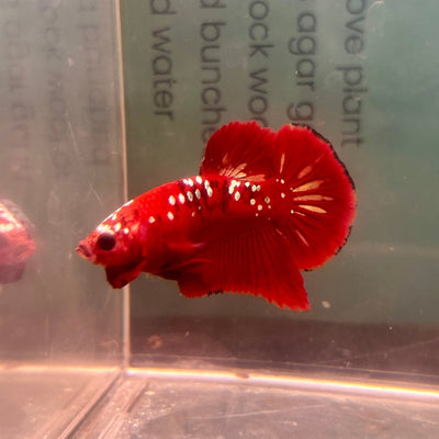 Red Gold Galaxy Plakat - Male Betta A27