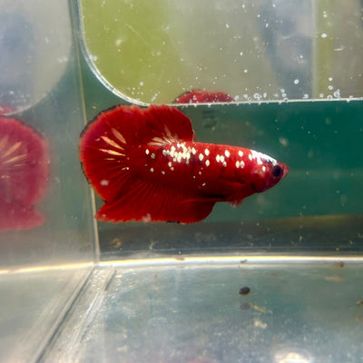 Red Gold Galaxy Plakat - Male Betta A27