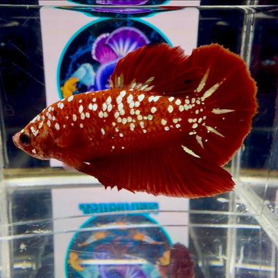 Red Gold Galaxy Rare Stardust J53 Plakat - Male Betta