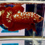 Red Gold Galaxy Rare Stardust J53 Plakat - Male Betta
