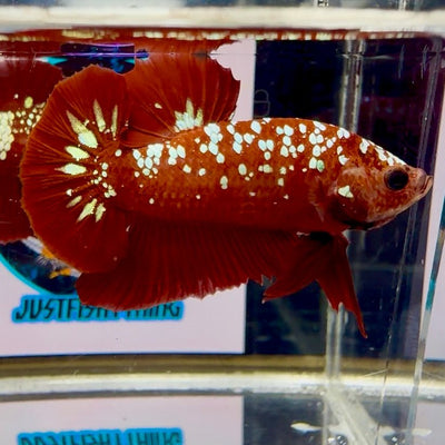 Red Gold Galaxy Rare Stardust J53 Plakat - Male Betta