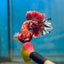 Red Gold Galaxy Stardust Plakat - Male Betta 041