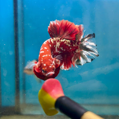 Red Gold Galaxy Stardust Plakat - Male Betta 041
