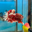 Red Gold Galaxy Stardust Plakat - Male Betta 041
