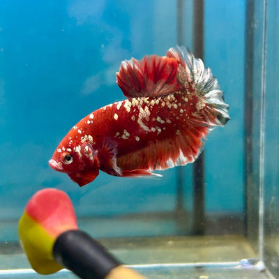 Red Gold Galaxy Stardust Plakat - Male Betta 041