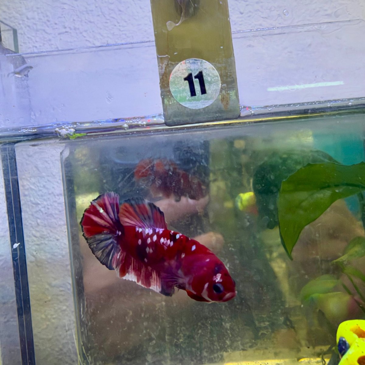 Betta hembra Plakat Red Koi Copper #052