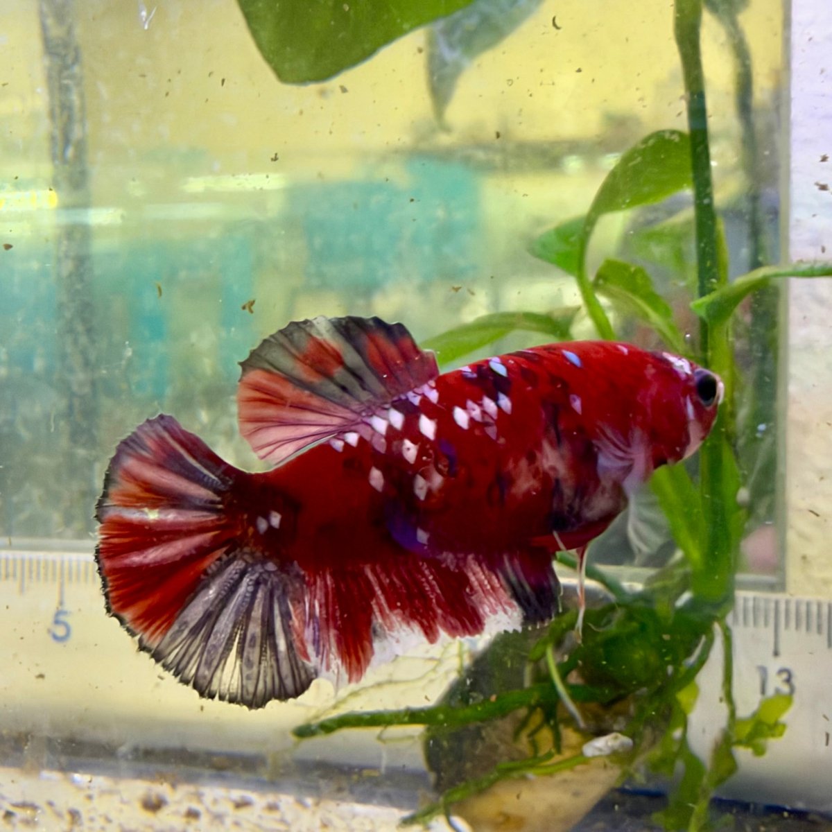 Betta hembra Plakat Red Koi Copper #052