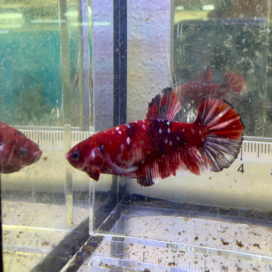 Red Koi Copper Plakat - Female Betta #011 Female betta