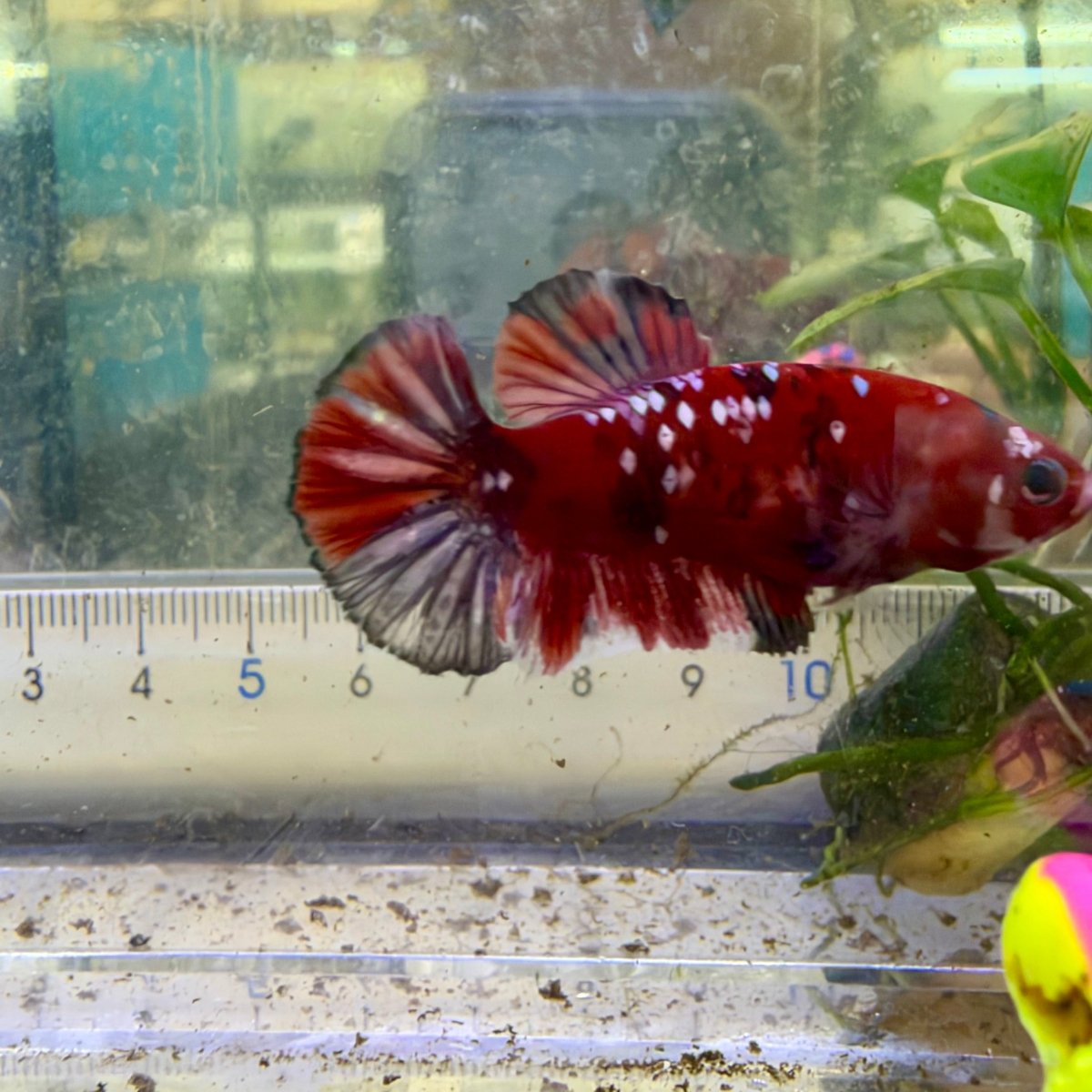 Betta hembra Plakat Red Koi Copper #052