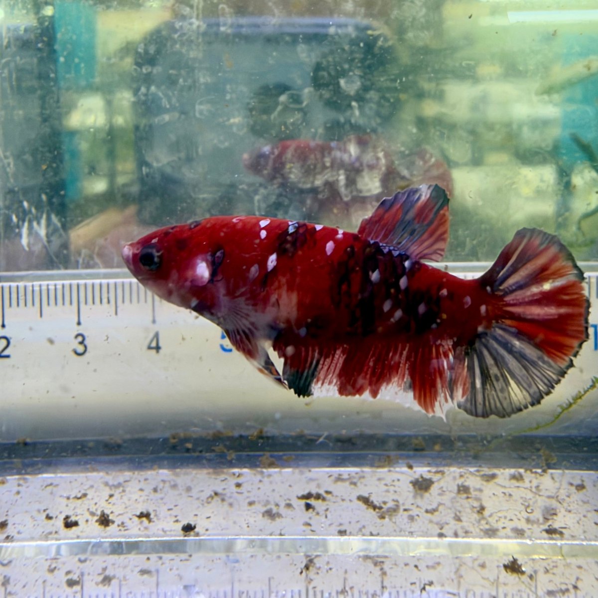Betta hembra Plakat Red Koi Copper #052