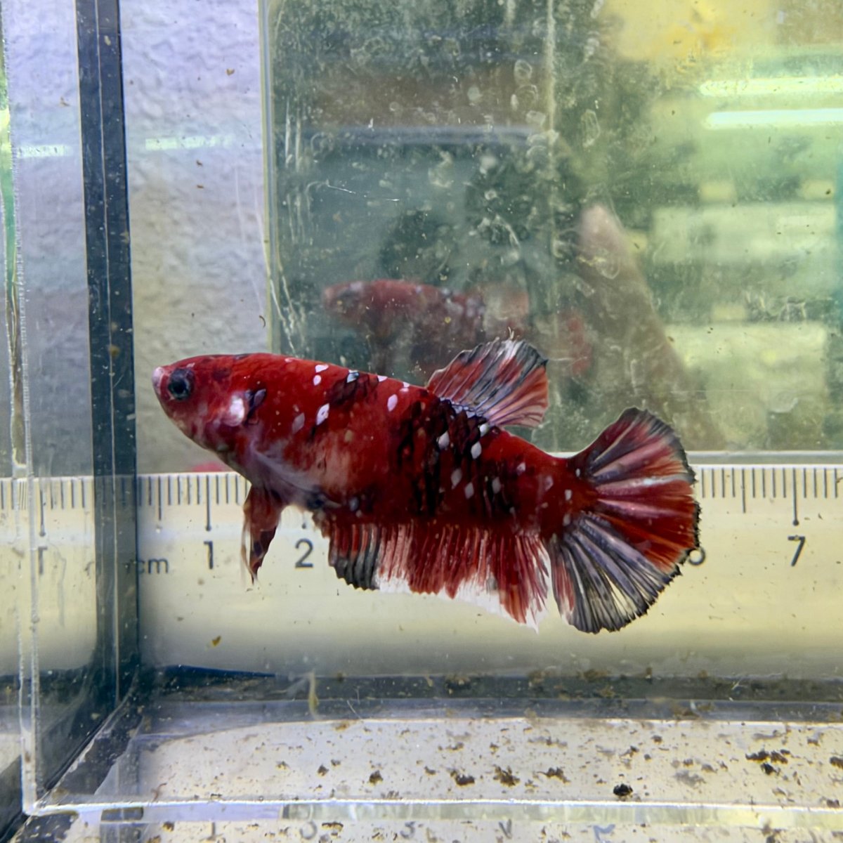 Betta hembra Plakat Red Koi Copper #052