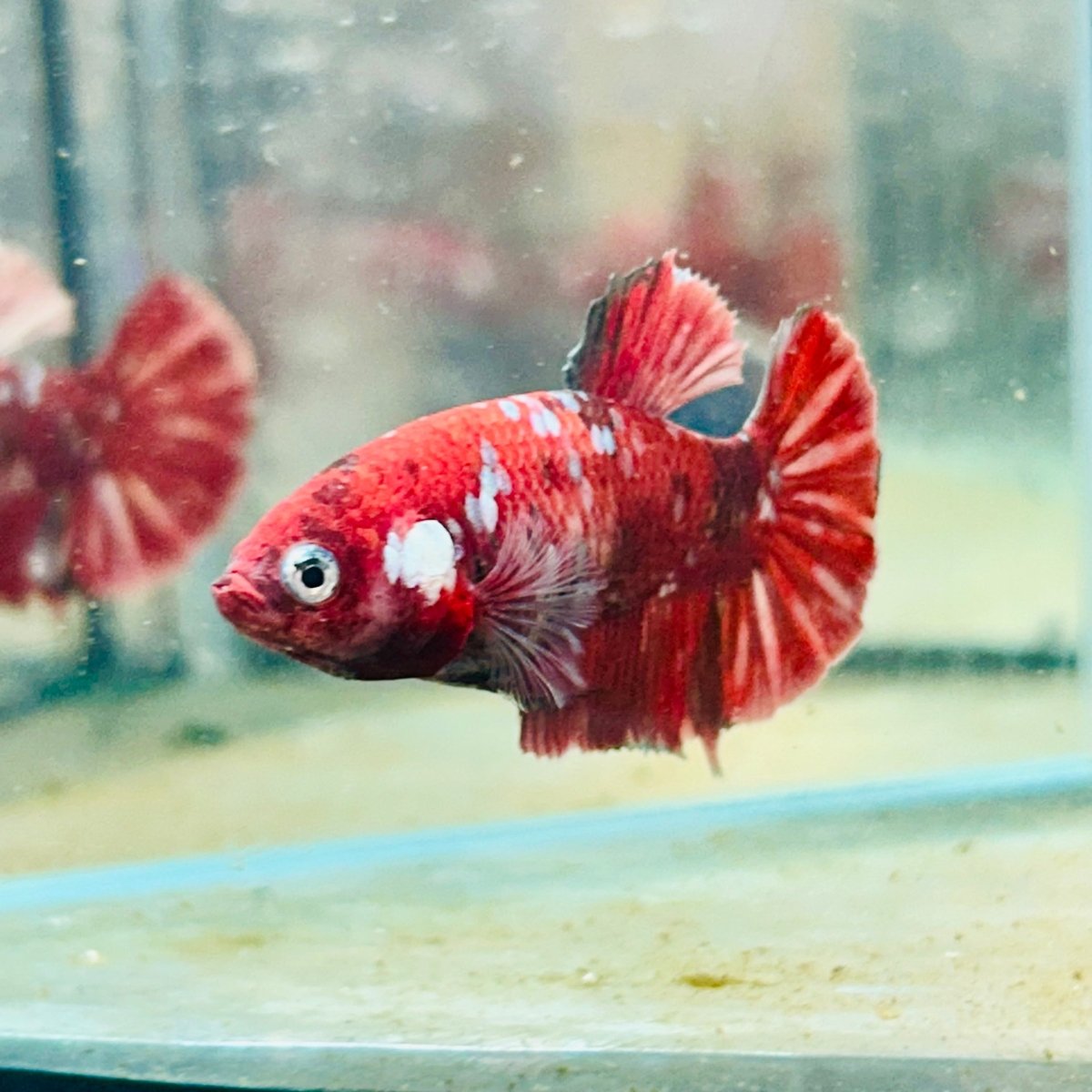 Red Koi Copper Plakat - Female Betta #052