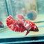 Red Koi Copper Plakat - Female Betta 052 Female betta