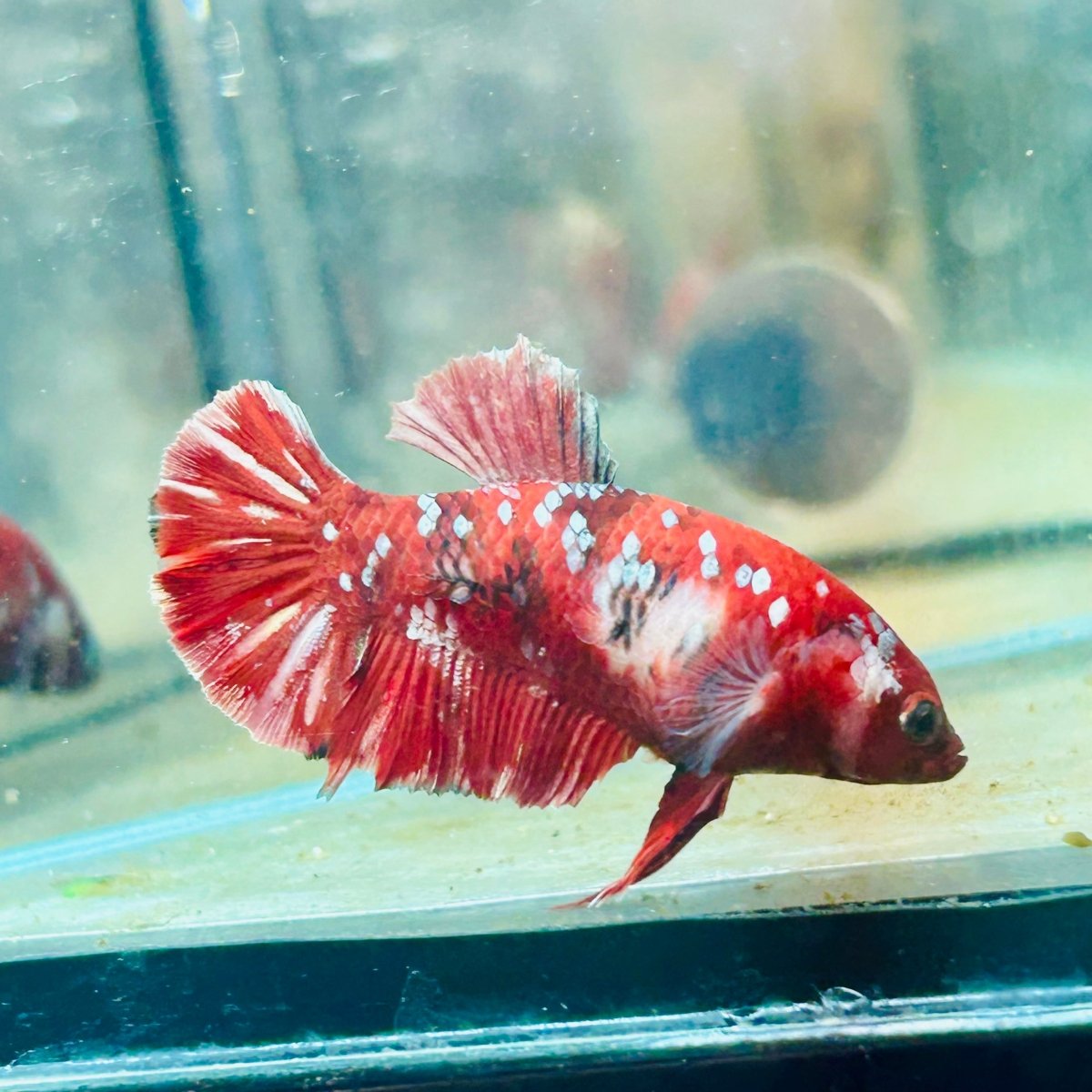 Red Koi Copper Plakat - Female Betta #052