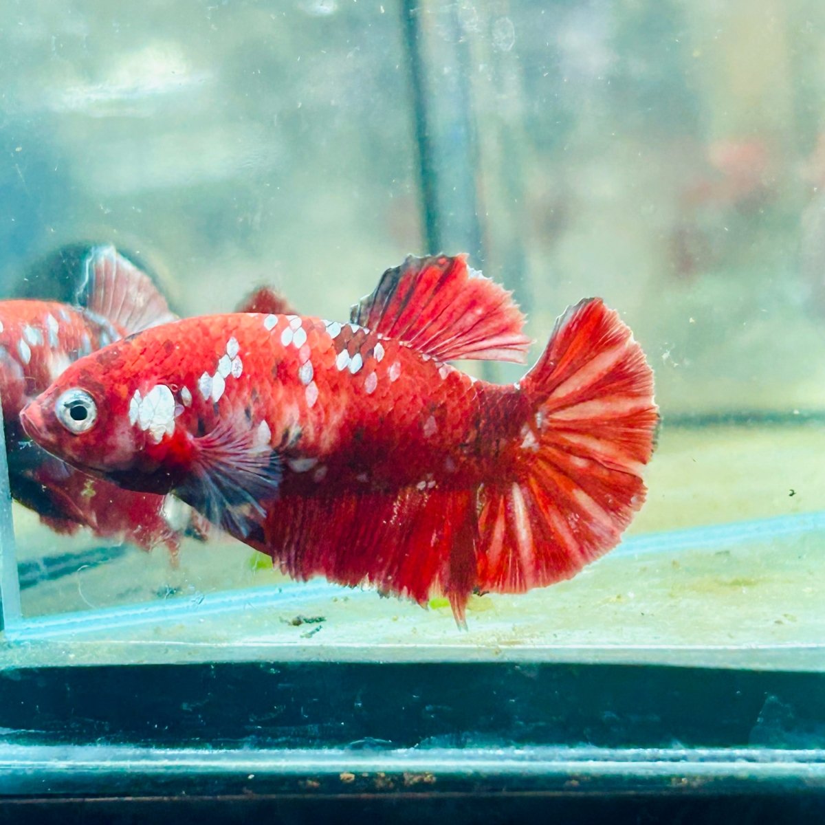 Red Koi Copper Plakat - Female Betta #052