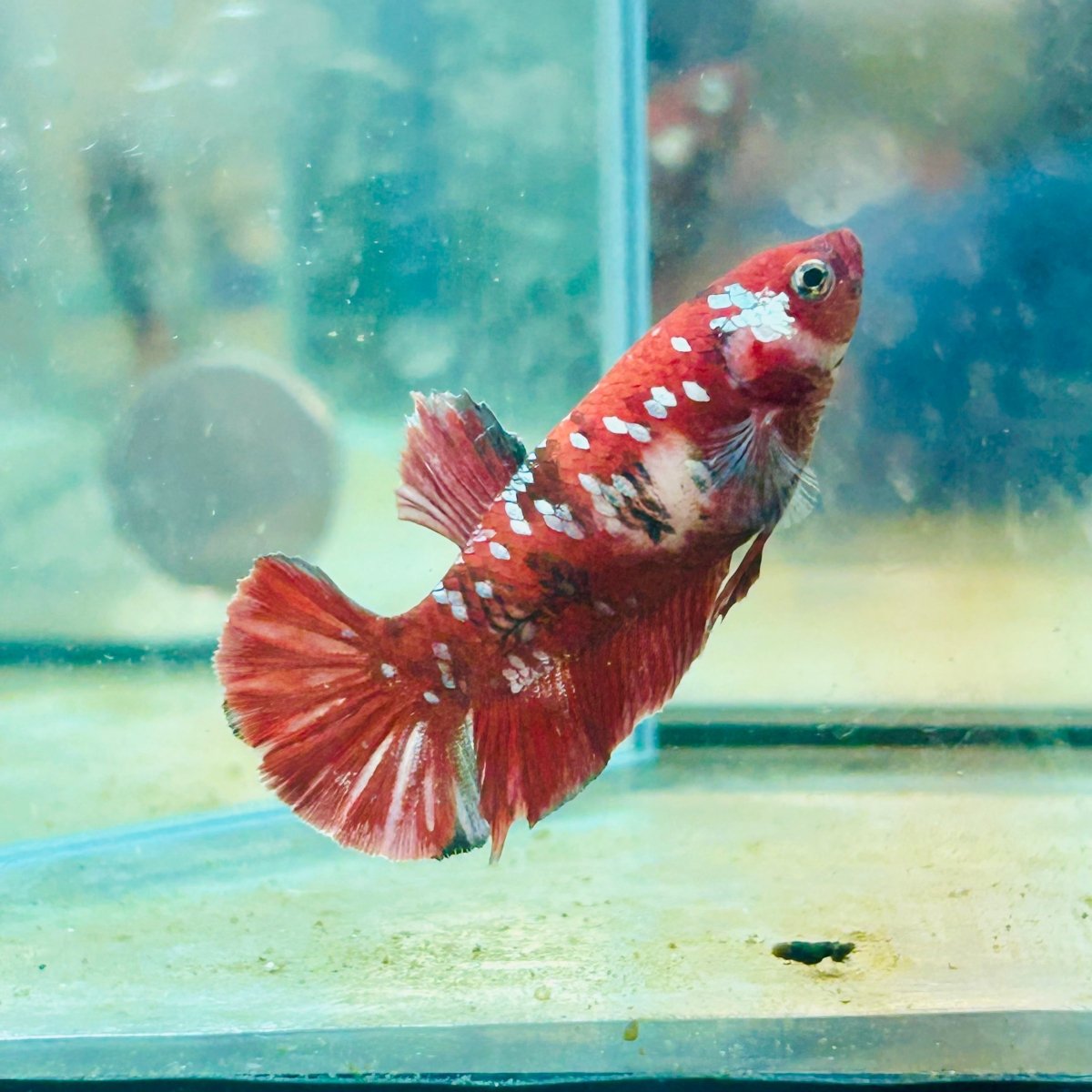 Red Koi Copper Plakat - Female Betta #052