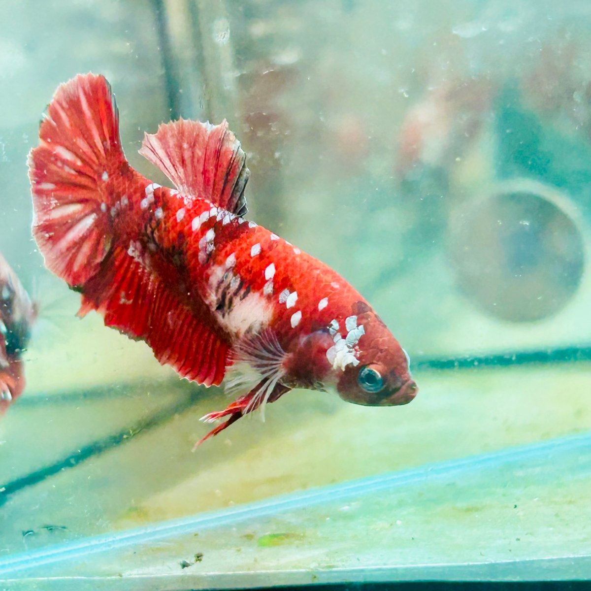 Red Koi Copper Plakat - Female Betta #052