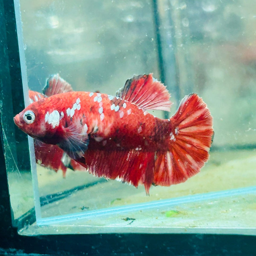 Red Koi Copper Plakat - Female Betta 052 Female betta