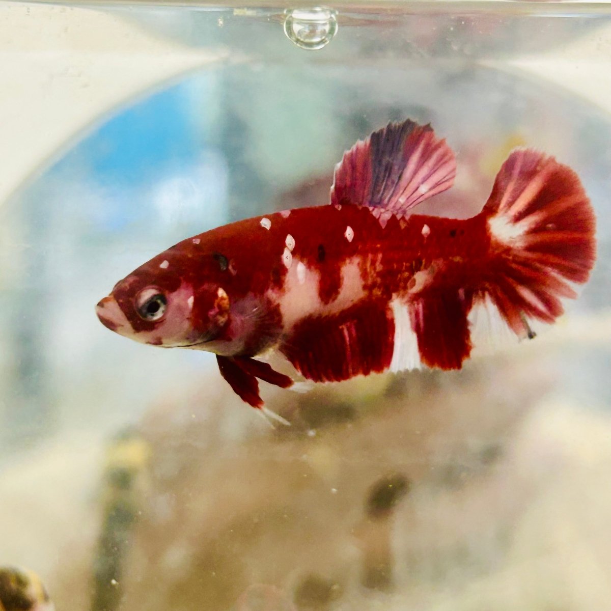 Red Koi Copper Plakat - Female Betta 062